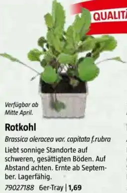 Bauhaus Rotkohl Angebot
