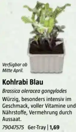 Bauhaus Kohlrabi Blau Angebot