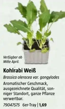 Bauhaus Kohlrabi Weiẞ Angebot