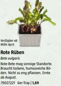 Bauhaus Rote Rüben Angebot
