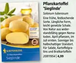 Bauhaus Pflanzkartoffel Sieglinde Angebot