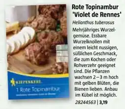 Bauhaus Rote Topinambur 'Violet de Rennes Angebot
