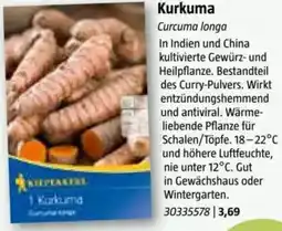 Bauhaus Kurkuma Angebot