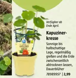 Bauhaus Kapuzinerkresse Angebot