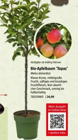 Bauhaus Bio-Apfelbaum 'Topaz Angebot