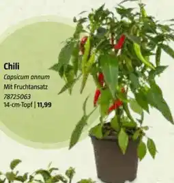Bauhaus Chili Angebot