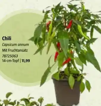 Bauhaus Chili Angebot
