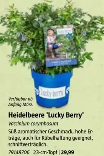 Bauhaus Heidelbeere 'Lucky Berry Angebot