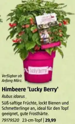 Bauhaus Himbeere 'Lucky Berry Angebot