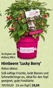 Bauhaus Himbeere 'Lucky Berry Angebot