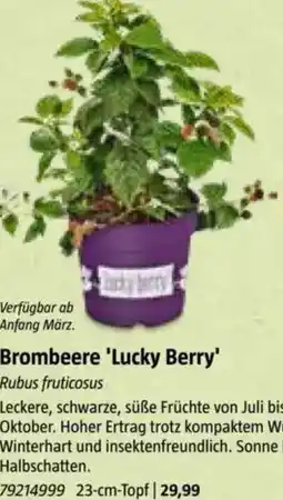 Bauhaus Brombeere 'Lucky Berry Angebot
