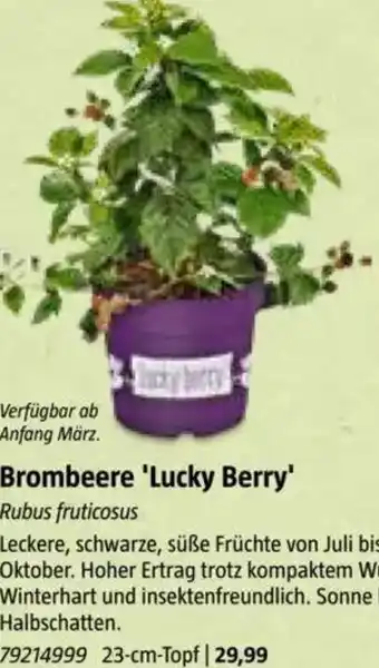 Bauhaus Brombeere 'Lucky Berry Angebot