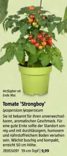 Bauhaus Tomate Tomate 'Strongboy' Lycopersicon lycopersicum Angebot