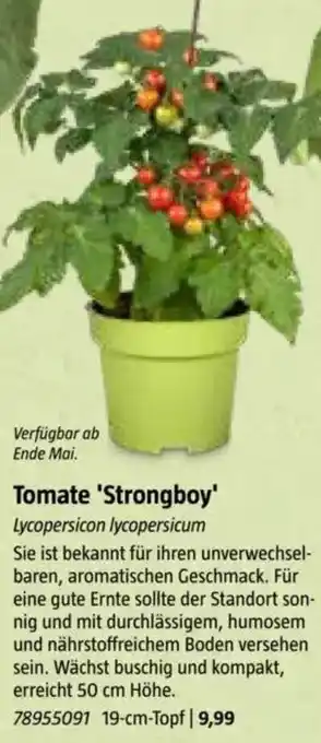 Bauhaus Tomate Tomate 'Strongboy' Lycopersicon lycopersicum Angebot