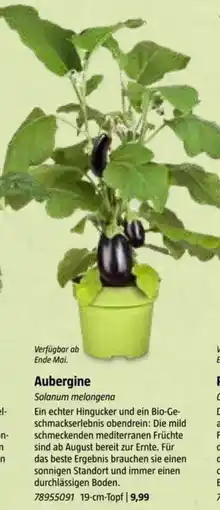 Bauhaus Aubergine Angebot