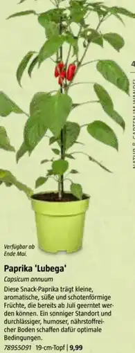 Bauhaus Paprika Paprika 'Lubega' Capsicum annuum Angebot