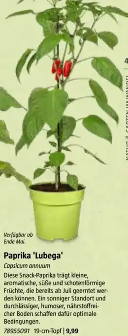 Bauhaus Paprika Paprika 'Lubega' Capsicum annuum Angebot