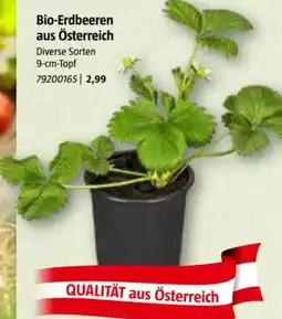 Bauhaus Bio-Erdbeeren aus Österreich Angebot