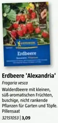 Bauhaus Erdbeere 'Alexandria Angebot