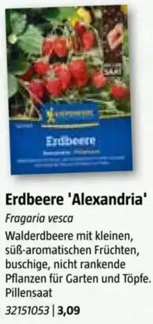 Bauhaus Erdbeere 'Alexandria Angebot