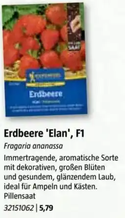 Bauhaus Erdbeere 'Elan', F1 Angebot