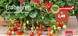 Bauhaus Erdbeeren Angebot