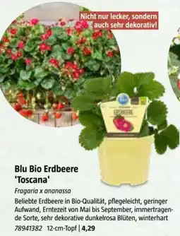 Bauhaus Blu Bio Erdbeere 'Toscana Angebot