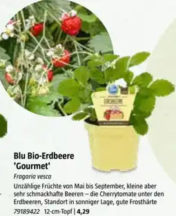 Bauhaus Blu Bio-Erdbeere 'Gourmet Angebot