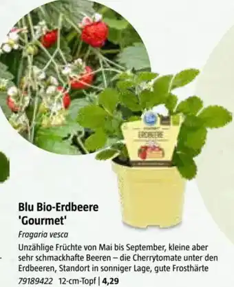 Bauhaus Blu Bio-Erdbeere 'Gourmet Angebot