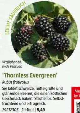 Bauhaus Thornless Evergreen Angebot