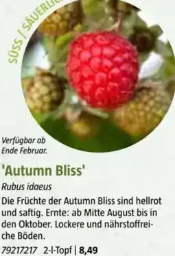 Bauhaus Autumn Bliss Angebot