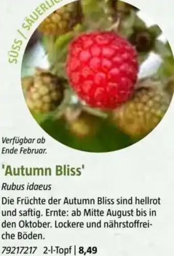 Bauhaus Autumn Bliss Angebot