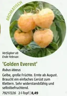 Bauhaus Golden Everest Angebot