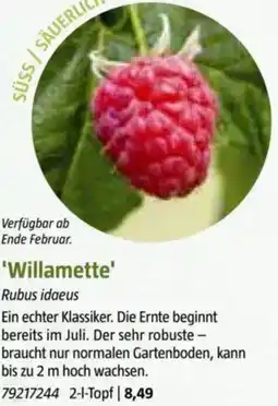 Bauhaus Willamette Angebot