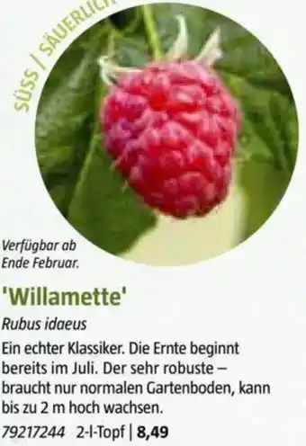 Bauhaus Willamette Angebot