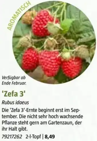 Bauhaus Zefa 3 Angebot