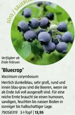 Bauhaus Bluecrop Angebot