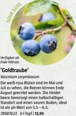 Bauhaus Goldtraube Angebot
