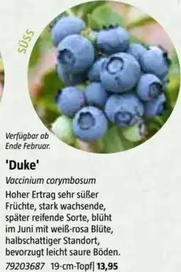 Bauhaus Duke Angebot