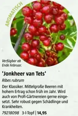 Bauhaus Jonkheer van Tets Angebot