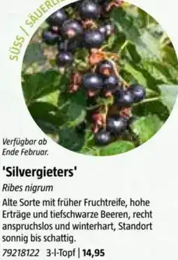 Bauhaus Silvergieters Angebot