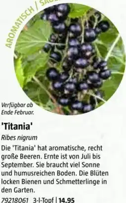 Bauhaus Titania Angebot