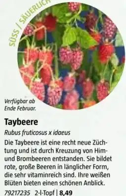Bauhaus Taybeere Angebot