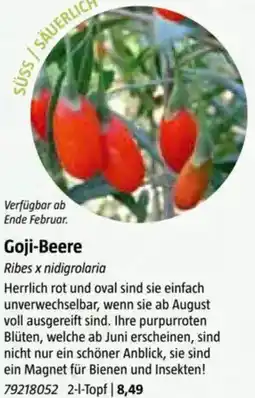 Bauhaus Goji-Beere Angebot
