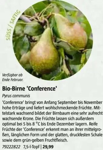 Bauhaus Bio-Birne Conference Angebot