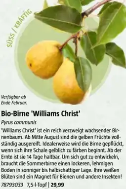Bauhaus Bio-Birne 'Williams Christ Angebot