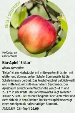 Bauhaus Bio-Apfel 'Elstar Angebot