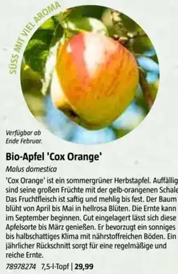 Bauhaus Bio-Apfel 'Cox Orange Angebot