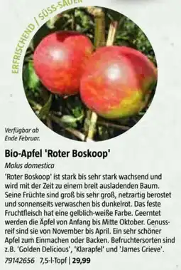 Bauhaus Bio-Apfel 'Roter Boskoop Angebot