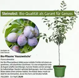 Bauhaus Bio-Pflaume 'Hauszwetsche Angebot